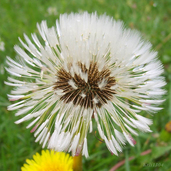 (Taraxacum officinale)